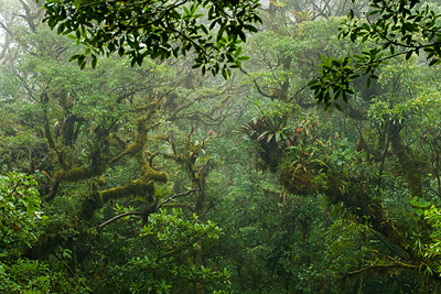 A view of the cloud forest canopy in Monteverde, Costa Rica