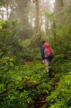 Clouds in the forest can extend all the way down to the ground